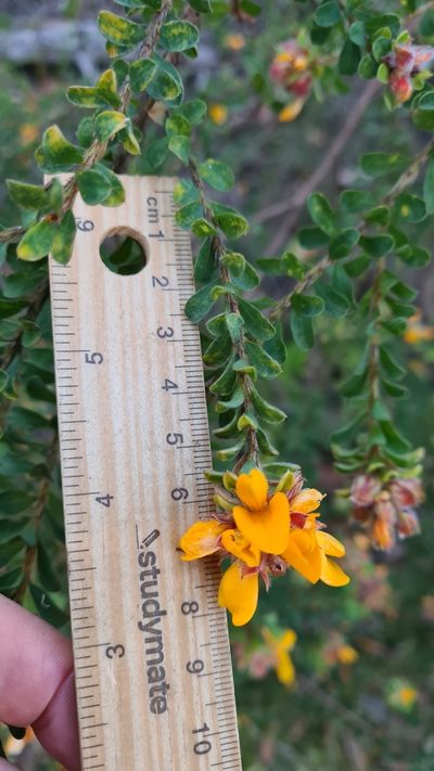 Pultenaea ferruginea, photographed by Petra Holland