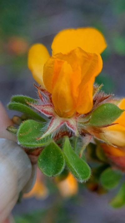 Pultenaea ferruginea, photographed by Petra Holland
