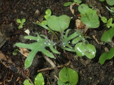 Brassica oleracea, photographed by Tony Wills