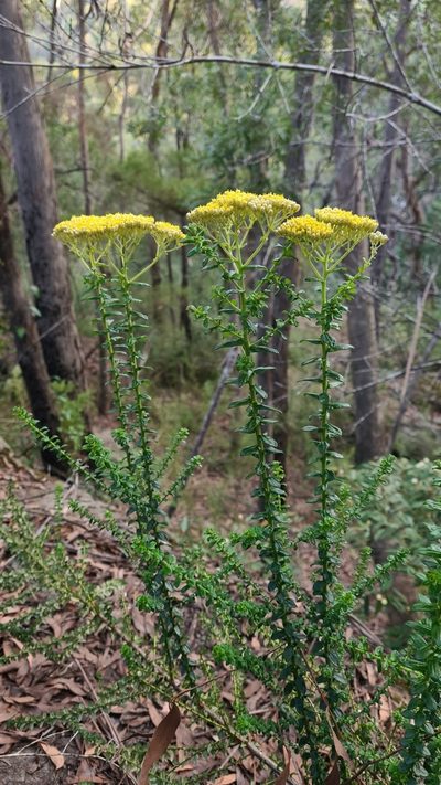 Cassinia denticulata, photographed by Petra Holland