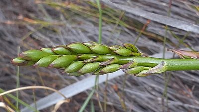 Pillansia templemannii, photographed by magriet b