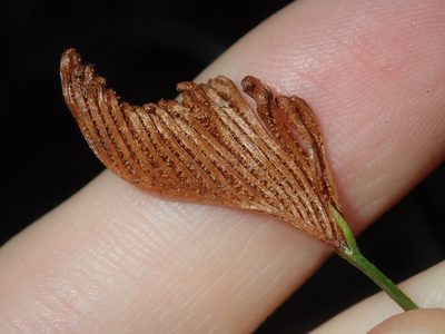 Schizaea bifida, photographed by Thomas Mesaglio