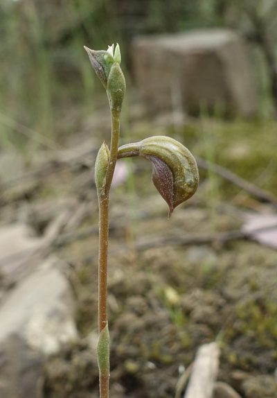 Pterostylis squamata, photographed by yatesy