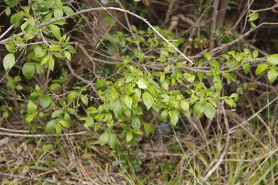 Afrocanthium mundianum, photographed by Tony Rebelo