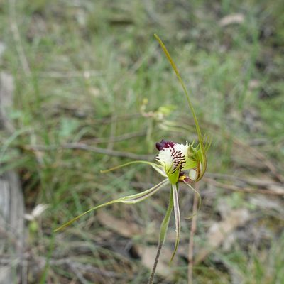 Caladenia tentaculata, photographed by yatesy