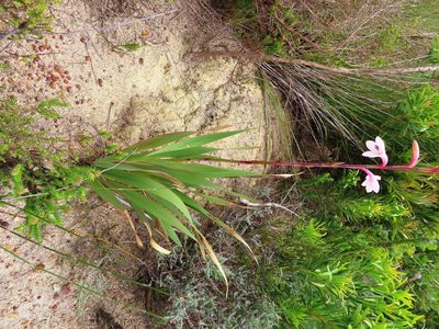 Watsonia meriana, photographed by linkie