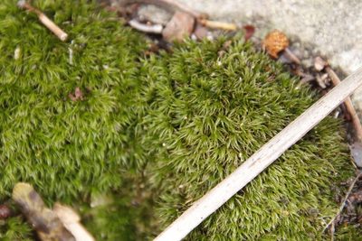 Leucoloma sprengelianum, photographed by Tony Rebelo