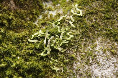 Leucoloma sprengelianum, photographed by Tony Rebelo