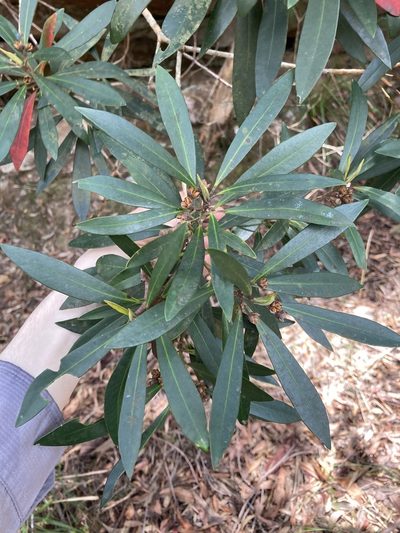 Tristaniopsis laurina, photographed by Thomas Mesaglio