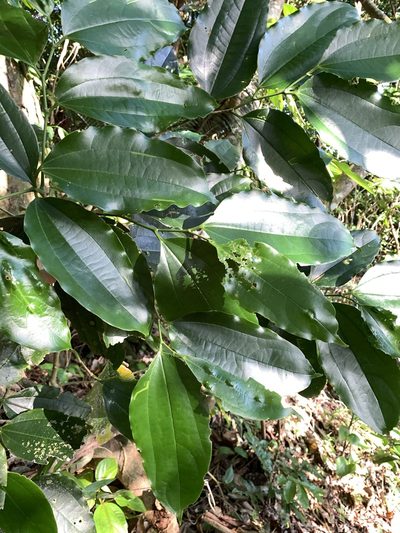 Celtis philippensis, photographed by 呂一起(Lyu yi-chi)