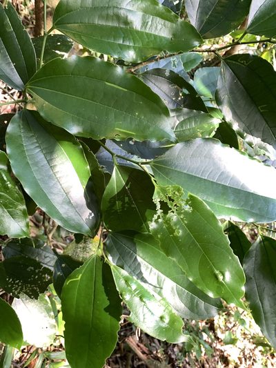 Celtis philippensis, photographed by 呂一起(Lyu yi-chi)
