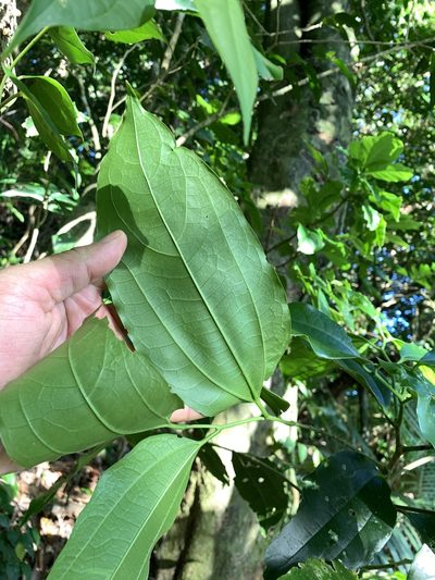 Celtis philippensis, photographed by 呂一起(Lyu yi-chi)