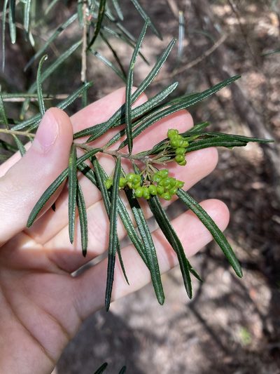 Leionema dentatum, photographed by Thomas Mesaglio