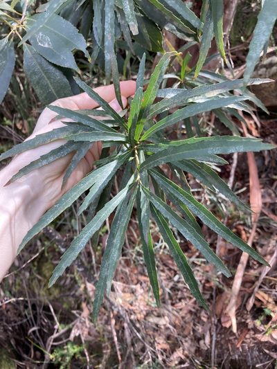 Lomatia myricoides, photographed by Thomas Mesaglio