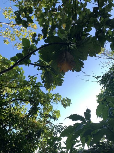 Artocarpus treculianus, photographed by 呂一起(Lyu yi-chi)