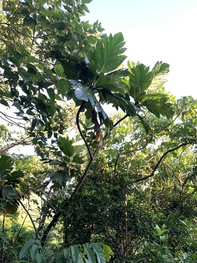 Artocarpus treculianus, photographed by 呂一起(Lyu yi-chi)