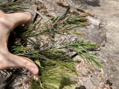 Acacia linifolia, photographed by Thomas Mesaglio