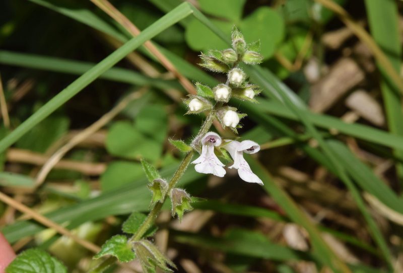 Stachys natalensis, photographed by Sunčana Bradley