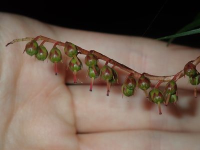 Dracophyllum secundum, photographed by Thomas Mesaglio