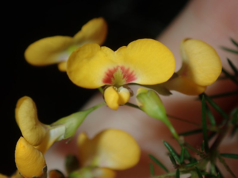 Dillwynia retorta, photographed by Thomas Mesaglio