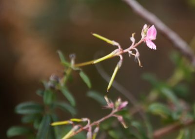 Indigofera filiformis, photographed by Tony Rebelo