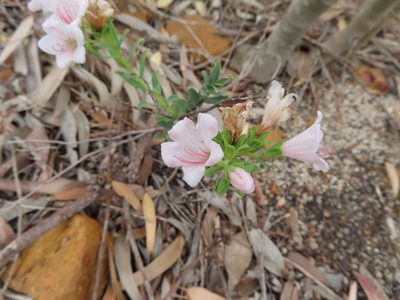 Lobostemon hottentoticus, photographed by linkie