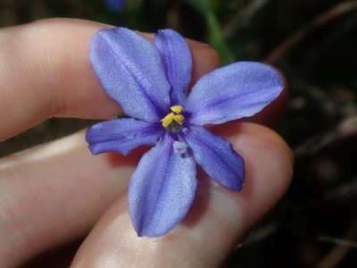 Aristea ecklonii, photographed by Thomas Mesaglio