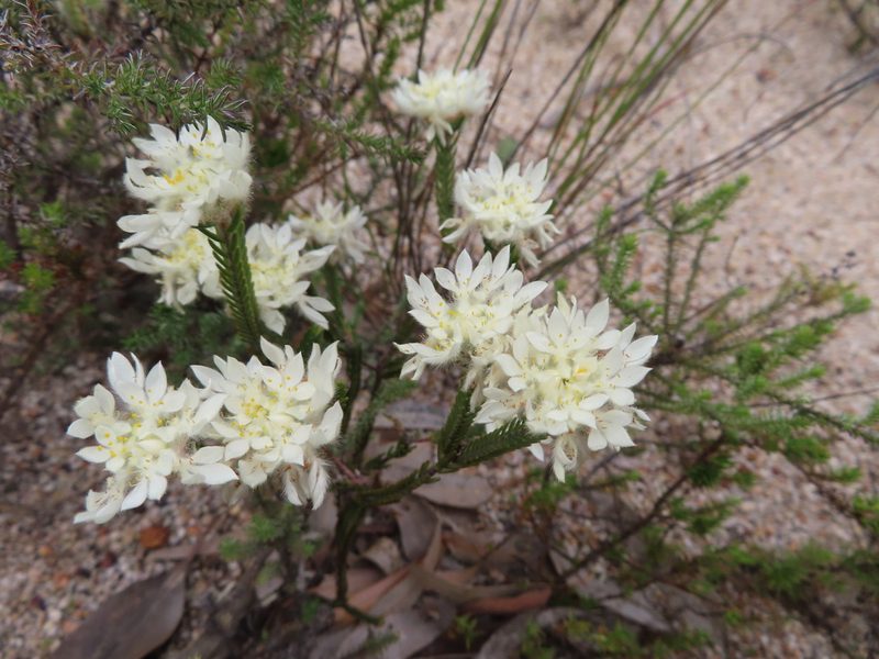 Lachnaea eriocephala, photographed by linkie