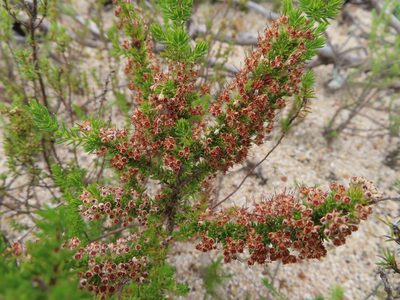 Erica imbricata, photographed by linkie