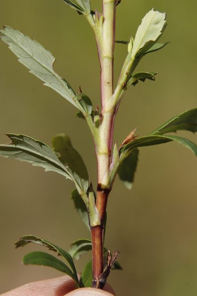 Cliffortia pedunculata, photographed by Tony Rebelo