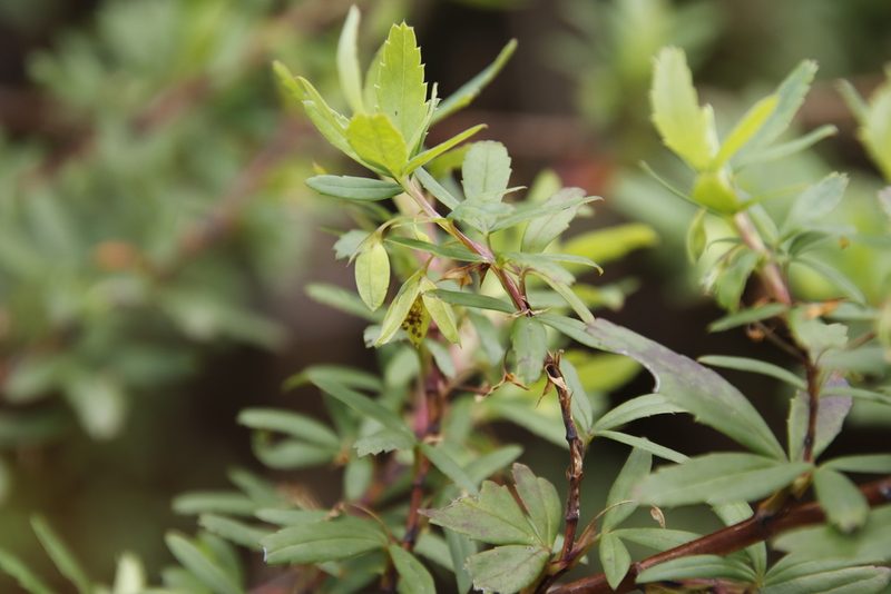 Cliffortia pedunculata, photographed by Tony Rebelo
