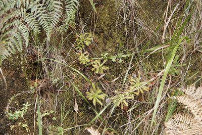 Drosera hilaris, photographed by Tony Rebelo