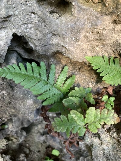 Ctenitis eatonii, photographed by 呂一起(Lyu yi-chi)