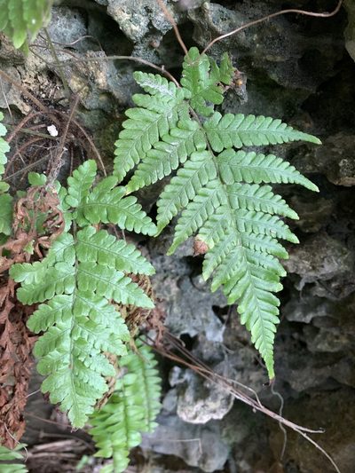 Ctenitis eatonii, photographed by 呂一起(Lyu yi-chi)