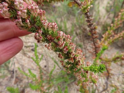 Erica imbricata, photographed by linkie