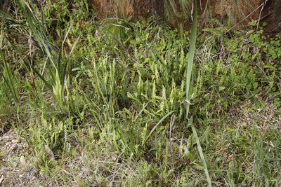 Blechnum australe