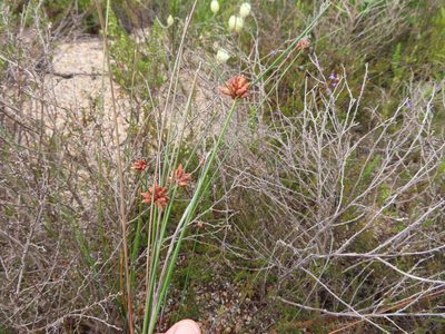 Ficinia ecklonea, photographed by linkie