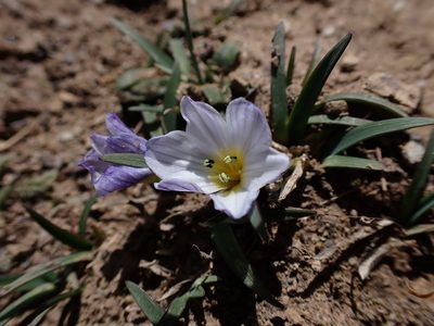 Olsynium acaule, photographed by Skjold Søndergaard