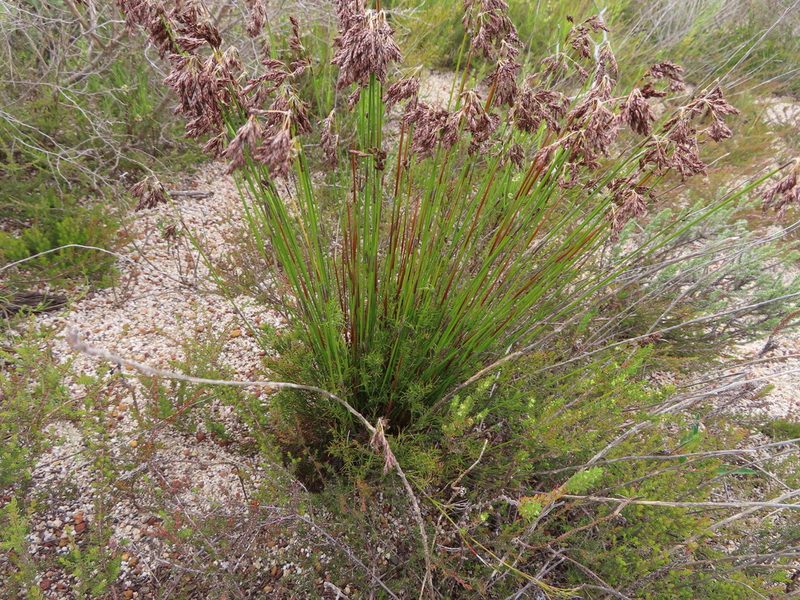 Thamnochortus lucens, photographed by linkie