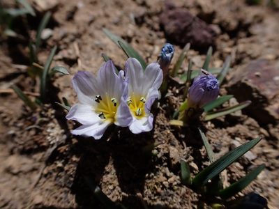 Olsynium acaule, photographed by Skjold Søndergaard