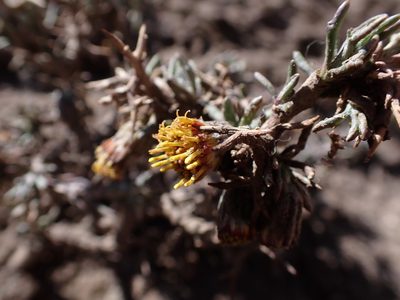 Senecio spinosus, photographed by Skjold Søndergaard