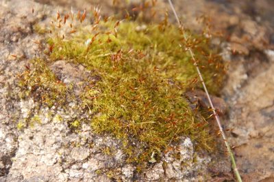 Pleuridium strictum, photographed by Tony Rebelo