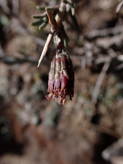 Senecio spinosus, photographed by Skjold Søndergaard