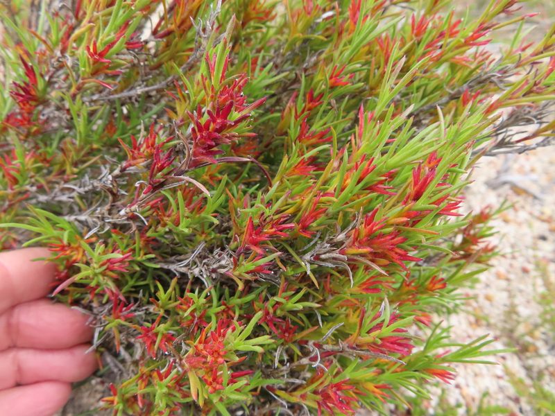 Carpacoce vaginellata, photographed by linkie