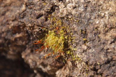 Pleuridium strictum, photographed by Tony Rebelo
