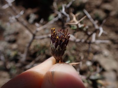 Senecio spinosus, photographed by Skjold Søndergaard