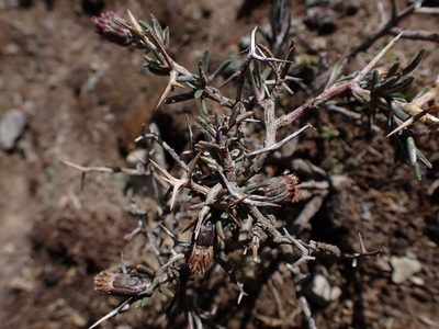 Senecio spinosus, photographed by Skjold Søndergaard