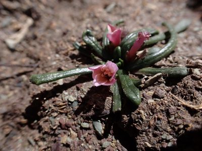 Calandrinia acaulis, photographed by Skjold Søndergaard