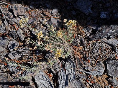 Helichrysum rosum, photographed by Di Turner