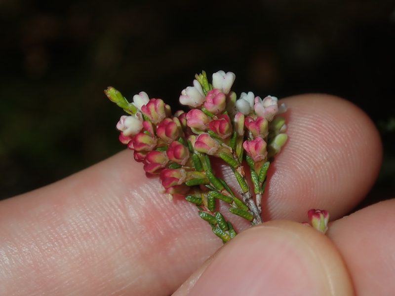 Micromyrtus ciliata, photographed by Thomas Mesaglio